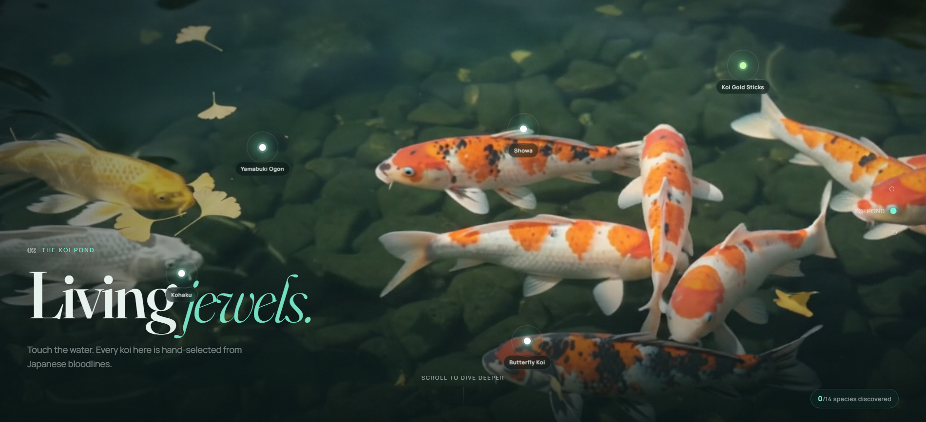 The koi pond — “Living jewels”, a scroll-driven video scene